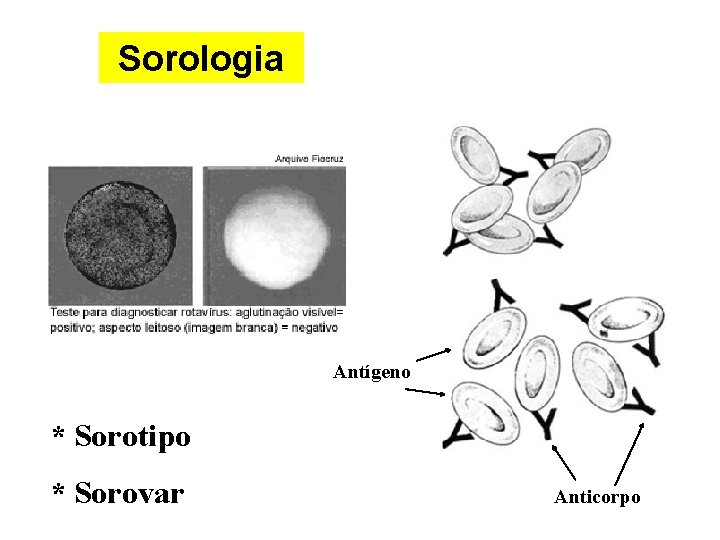 Sorologia Antígeno * Sorotipo * Sorovar Anticorpo 