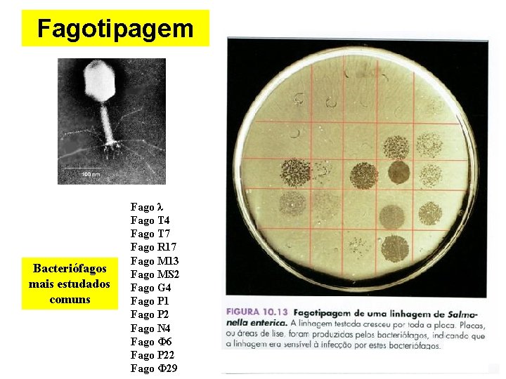 Fagotipagem Bacteriófagos mais estudados comuns Fago λ Fago T 4 Fago T 7 Fago