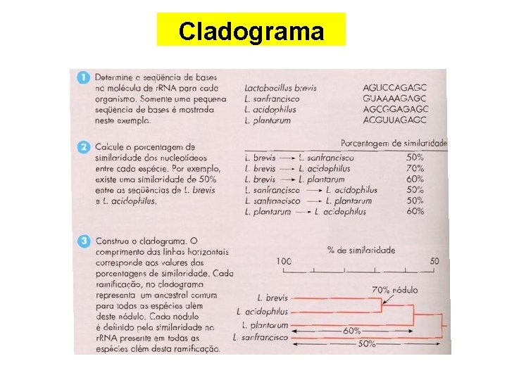 Cladograma 