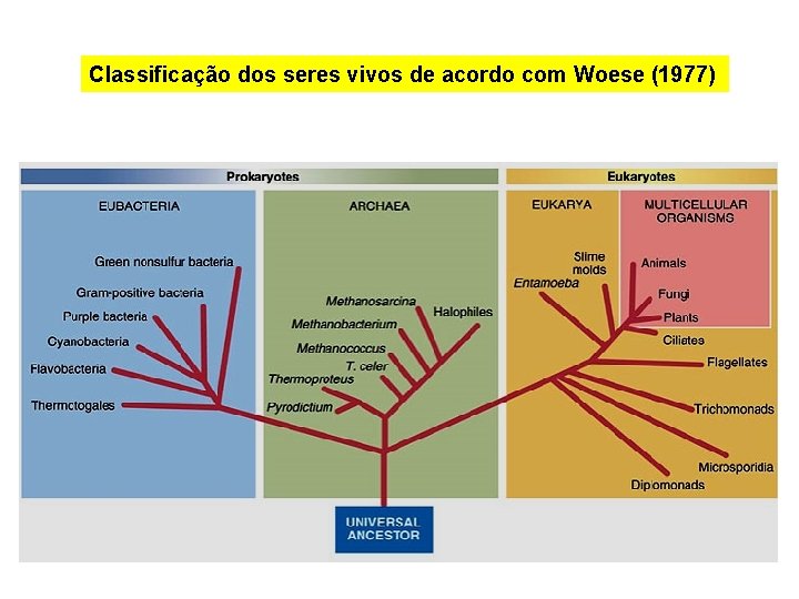 Classificação dos seres vivos de acordo com Woese (1977) 