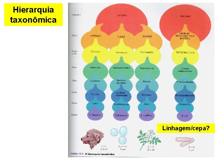 Hierarquia taxonômica Linhagem/cepa? 