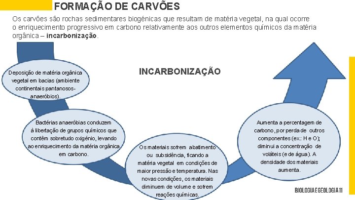 FORMAÇÃO DE CARVÕES Os carvões são rochas sedimentares biogénicas que resultam de matéria vegetal,