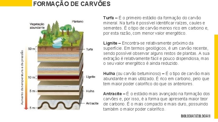 FORMAÇÃO DE CARVÕES Aumento da temperatura e da pressão Turfa – É o primeiro