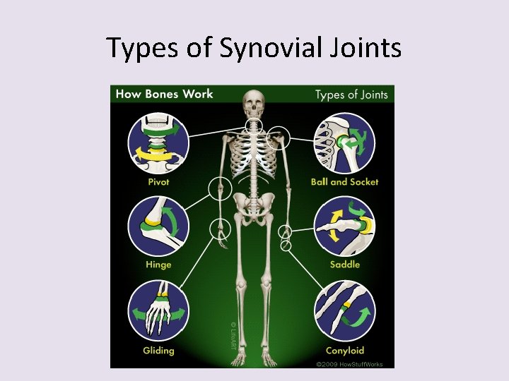 Types of Synovial Joints 