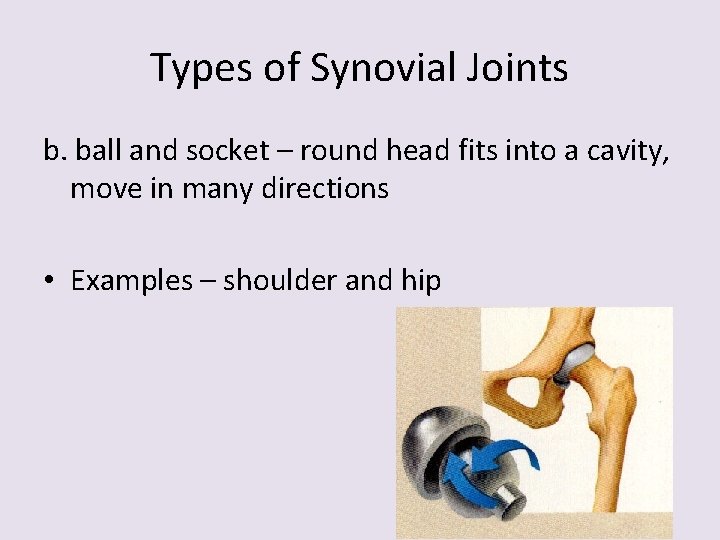 Types of Synovial Joints b. ball and socket – round head fits into a