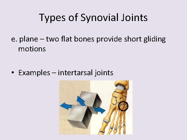 Types of Synovial Joints e. plane – two flat bones provide short gliding motions