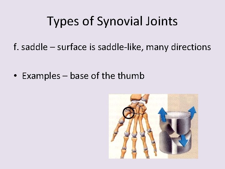 Types of Synovial Joints f. saddle – surface is saddle-like, many directions • Examples