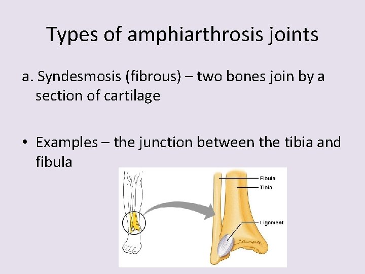 Types of amphiarthrosis joints a. Syndesmosis (fibrous) – two bones join by a section