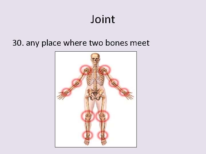 Joint 30. any place where two bones meet 