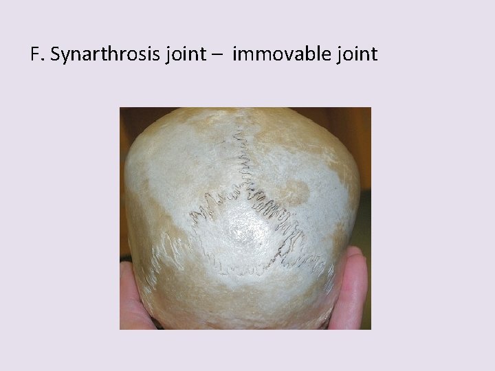 F. Synarthrosis joint – immovable joint 