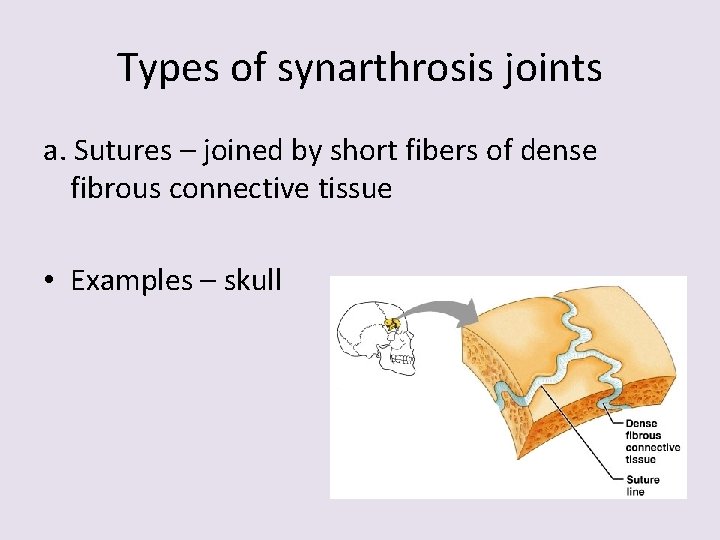 Types of synarthrosis joints a. Sutures – joined by short fibers of dense fibrous