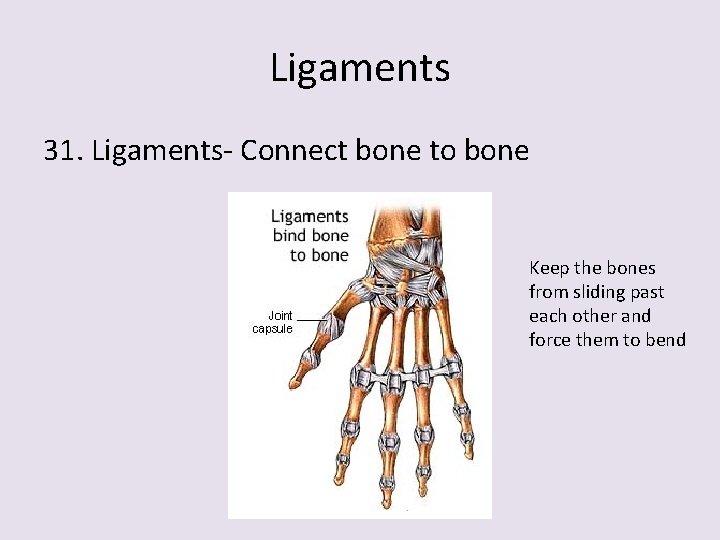Ligaments 31. Ligaments- Connect bone to bone Keep the bones from sliding past each