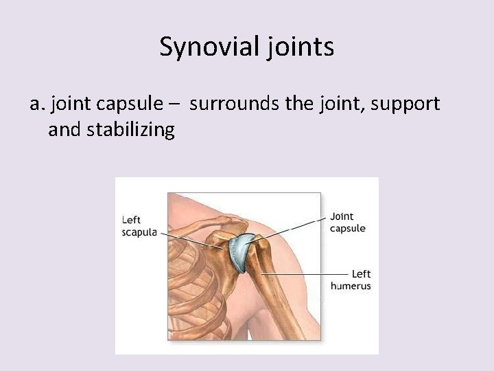 Synovial joints a. joint capsule – surrounds the joint, support and stabilizing 
