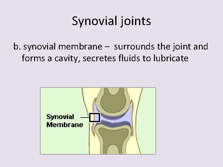 Synovial joints b. synovial membrane – surrounds the joint and forms a cavity, secretes