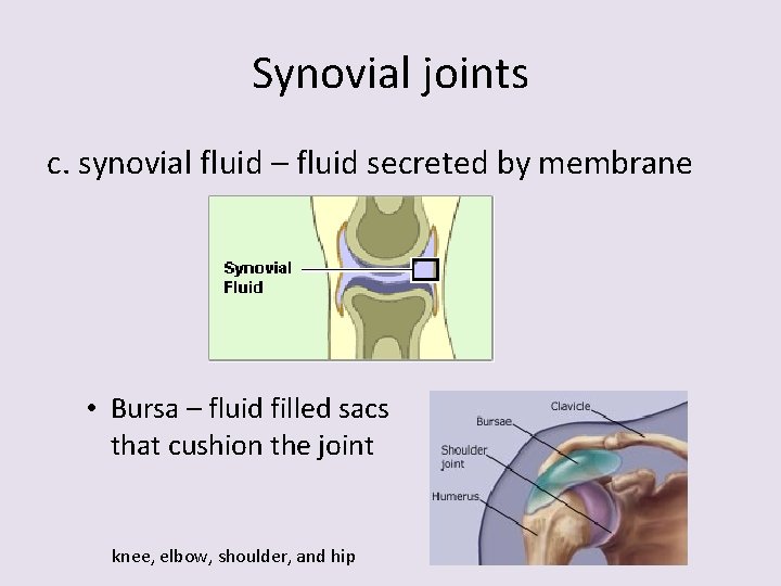 Synovial joints c. synovial fluid – fluid secreted by membrane • Bursa – fluid