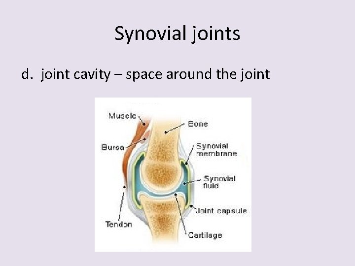 Synovial joints d. joint cavity – space around the joint 