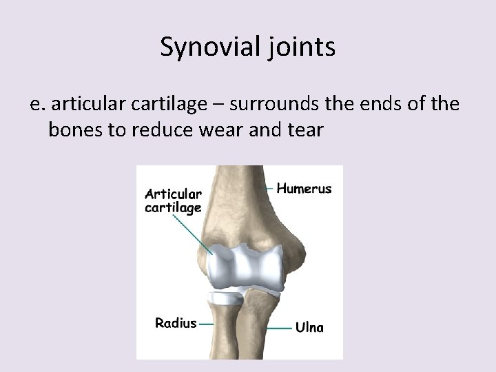 Synovial joints e. articular cartilage – surrounds the ends of the bones to reduce