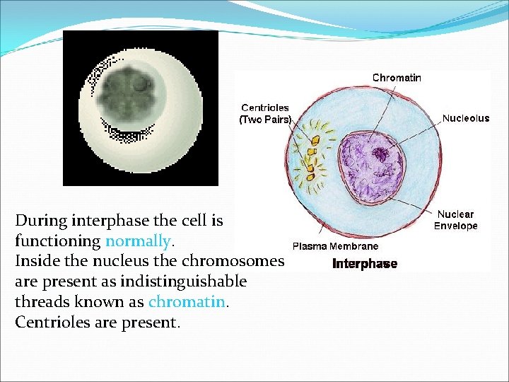 Interphase During interphase the cell is functioning normally. Inside the nucleus the chromosomes are