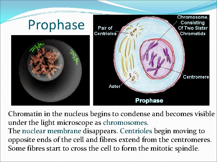 Prophase Chromatin in the nucleus begins to condense and becomes visible under the light Prophase Chromatin in the nucleus begins to condense and becomes visible under the light