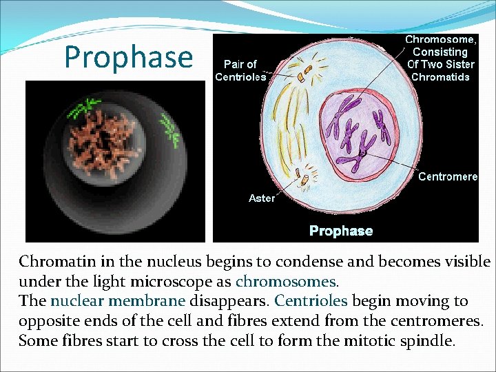 Prophase Chromatin in the nucleus begins to condense and becomes visible under the light