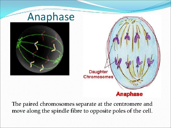 Anaphase The paired chromosomes separate at the centromere and move along the spindle fibre