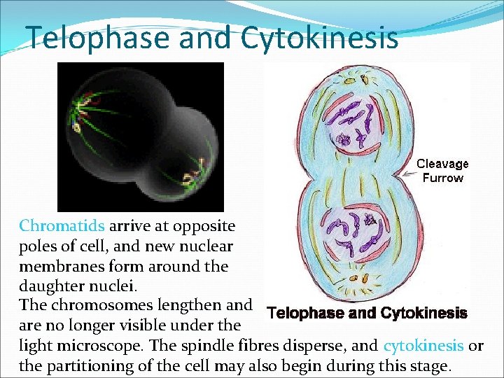 Telophase and Cytokinesis Chromatids arrive at opposite poles of cell, and new nuclear membranes