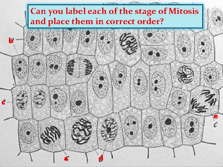 Can you label each of the stage of Mitosis and place them in correct Can you label each of the stage of Mitosis and place them in correct