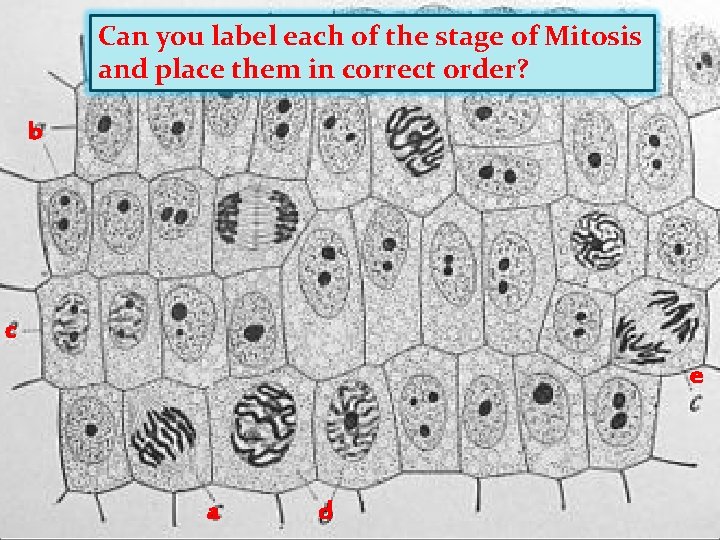 Can you label each of the stage of Mitosis and place them in correct