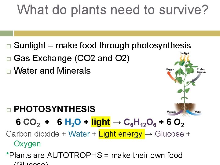 What do plants need to survive? Sunlight – make food through photosynthesis Gas Exchange