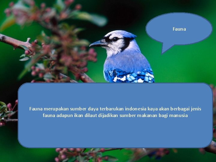 Fauna merupakan sumber daya terbarukan indonesia kaya akan berbagai jenis fauna adapun ikan dilaut