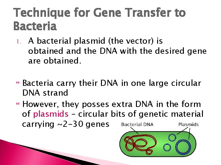 Technique for Gene Transfer to Bacteria 1. A bacterial plasmid (the vector) is obtained
