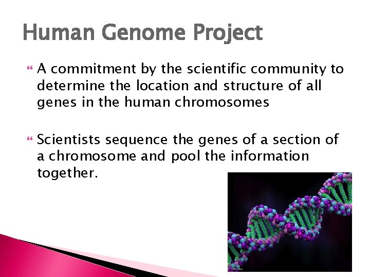 Human Genome Project A commitment by the scientific community to determine the location and