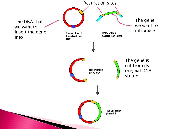 Restriction sites The DNA that we want to insert the gene into The gene