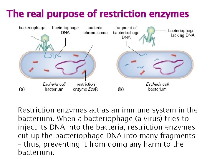 The real purpose of restriction enzymes Restriction enzymes act as an immune system in