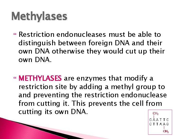 Methylases Restriction endonucleases must be able to distinguish between foreign DNA and their own