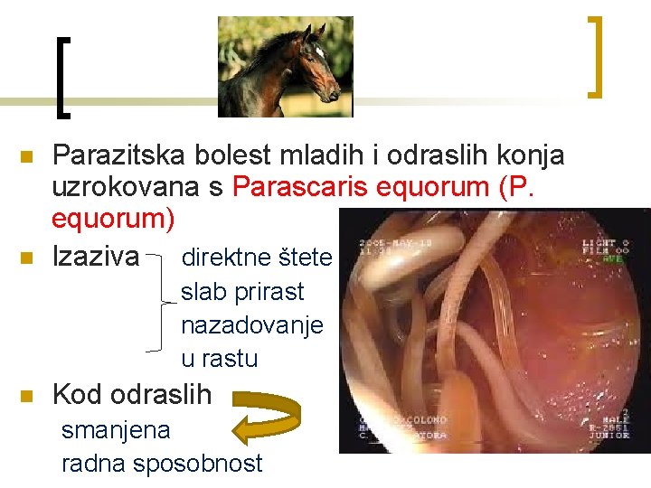 n n Parazitska bolest mladih i odraslih konja uzrokovana s Parascaris equorum (P. equorum)