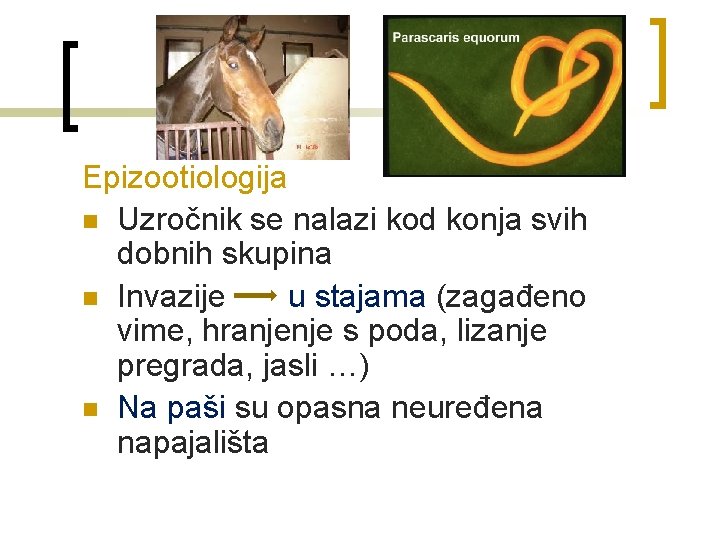 Epizootiologija n Uzročnik se nalazi kod konja svih dobnih skupina n Invazije u stajama