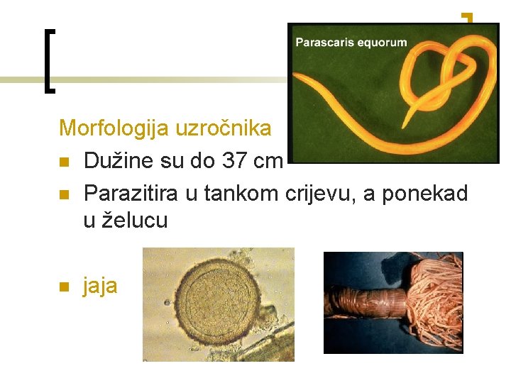 Morfologija uzročnika n Dužine su do 37 cm n Parazitira u tankom crijevu, a