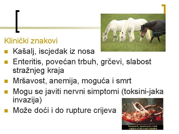 Klinički znakovi n Kašalj, iscjedak iz nosa n Enteritis, povećan trbuh, grčevi, slabost stražnjeg