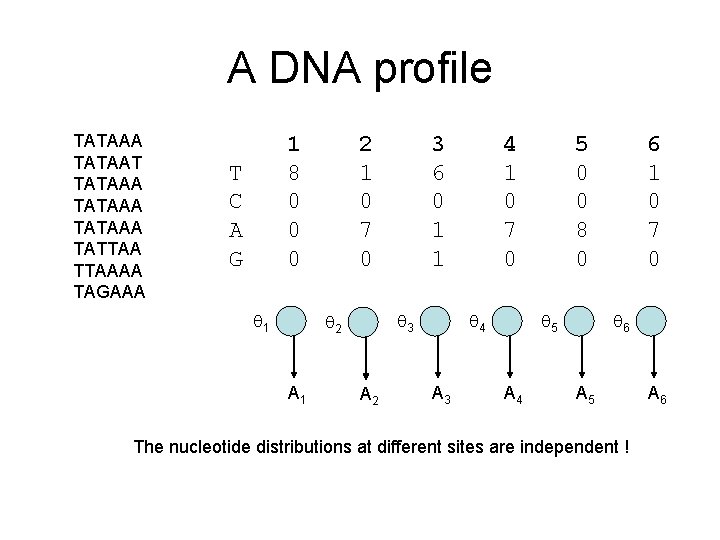 A DNA profile TATAAA TATAAT TATAAA TATTAAAA TAGAAA 1 8 0 0 0 T