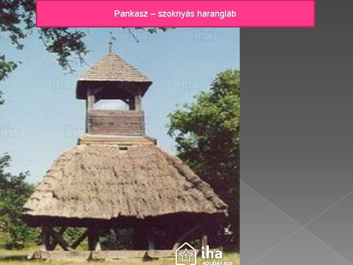 Pankasz – szoknyás harangláb 