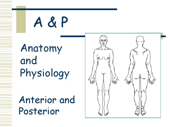 A&P Anatomy and Physiology Anterior and Posterior 