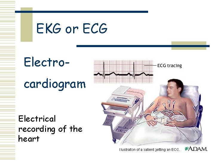 EKG or ECG Electrocardiogram Electrical recording of the heart 