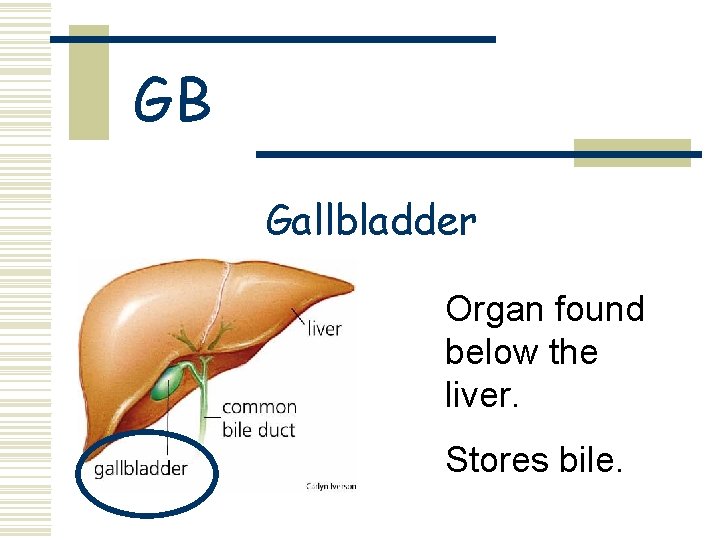 GB Gallbladder Organ found below the liver. Stores bile. 