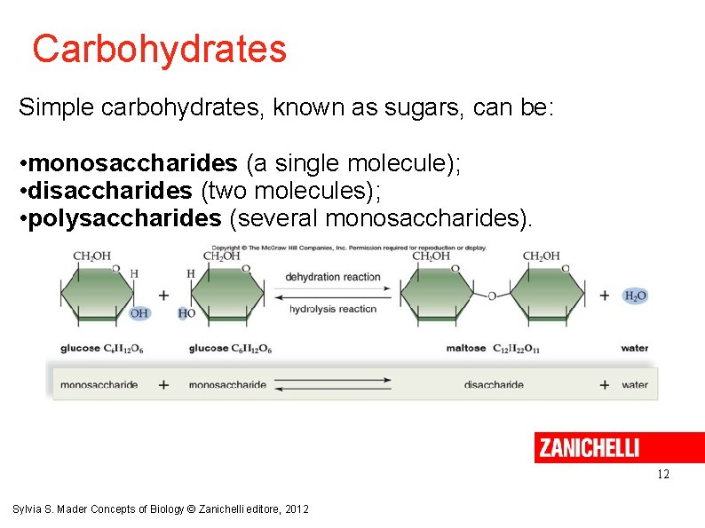 Carbohydrates Simple carbohydrates, known as sugars, can be: • monosaccharides (a single molecule); •