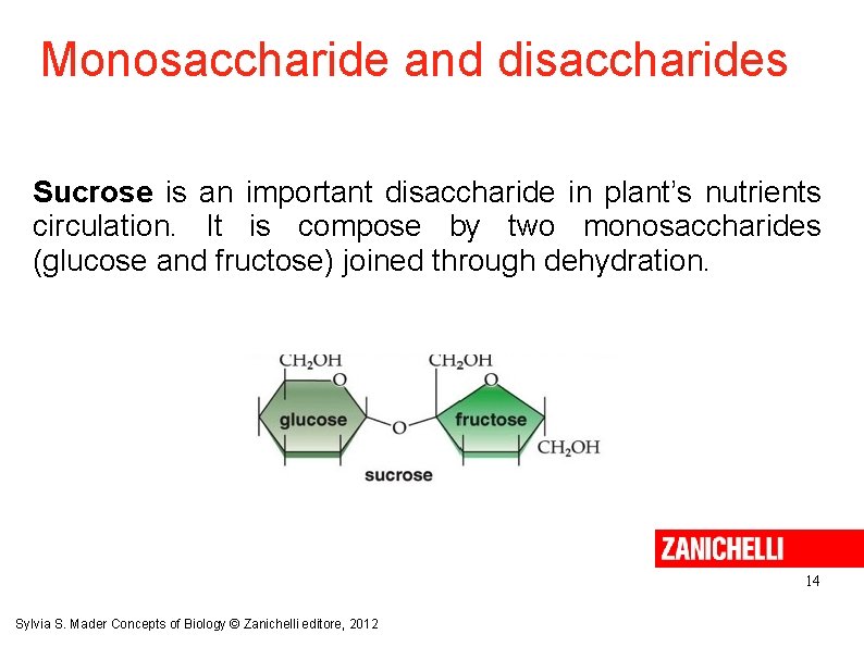 Monosaccharide and disaccharides Sucrose is an important disaccharide in plant’s nutrients circulation. It is