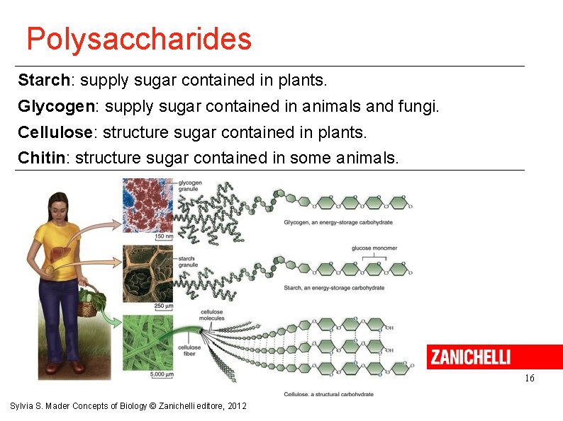 Polysaccharides Starch: supply sugar contained in plants. Glycogen: supply sugar contained in animals and