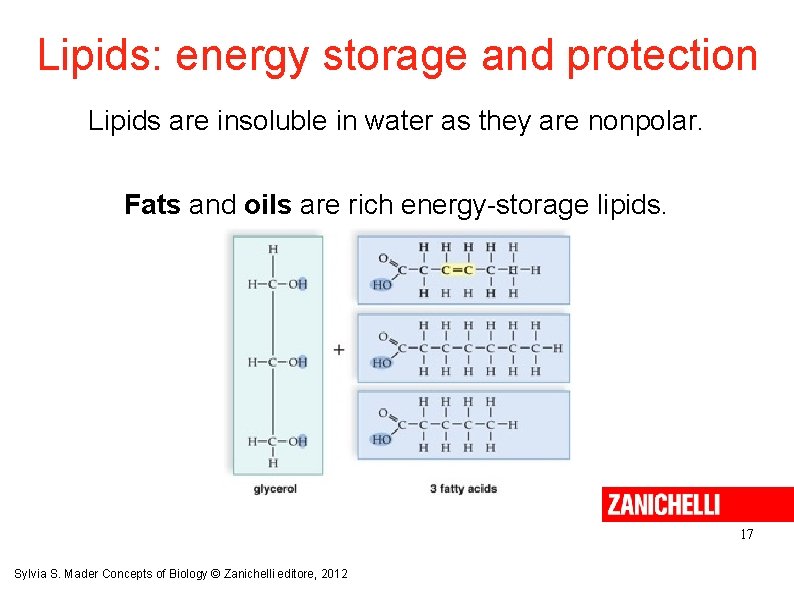 Lipids: energy storage and protection Lipids are insoluble in water as they are nonpolar.