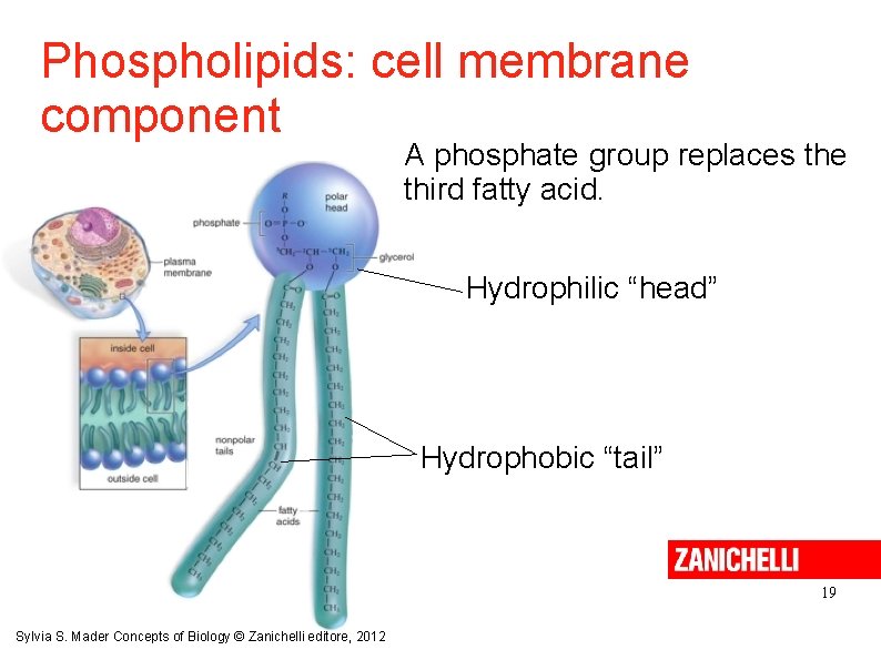 Phospholipids: cell membrane component A phosphate group replaces the third fatty acid. Hydrophilic “head”