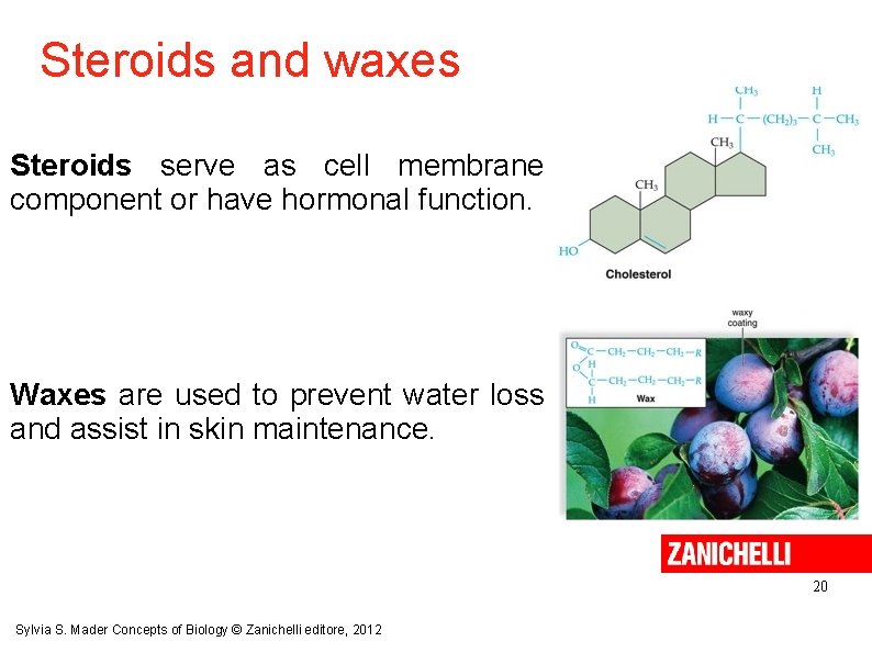 Steroids and waxes Steroids serve as cell membrane component or have hormonal function. Waxes